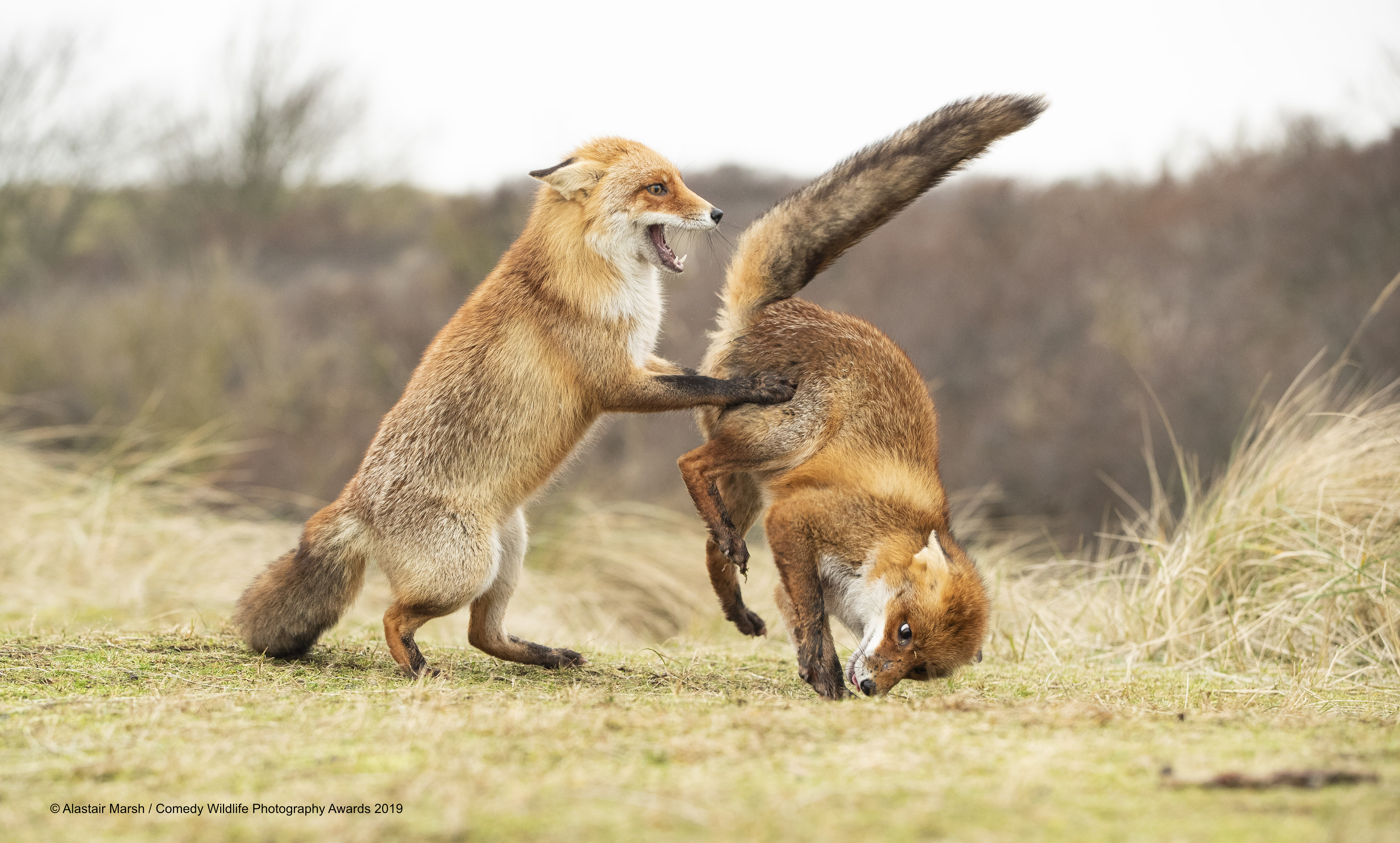 Red fox's playing