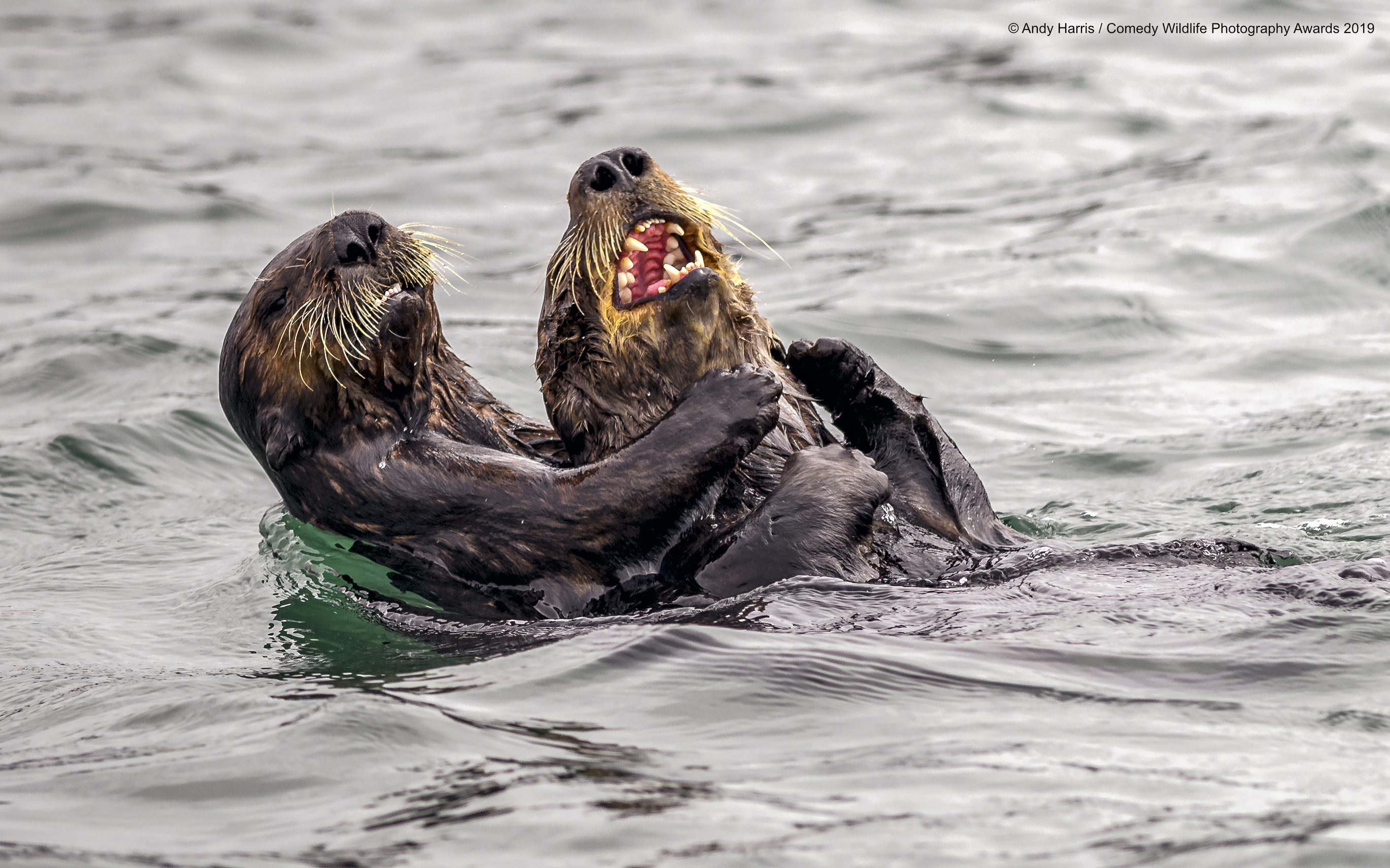 Sea otter holding another otter