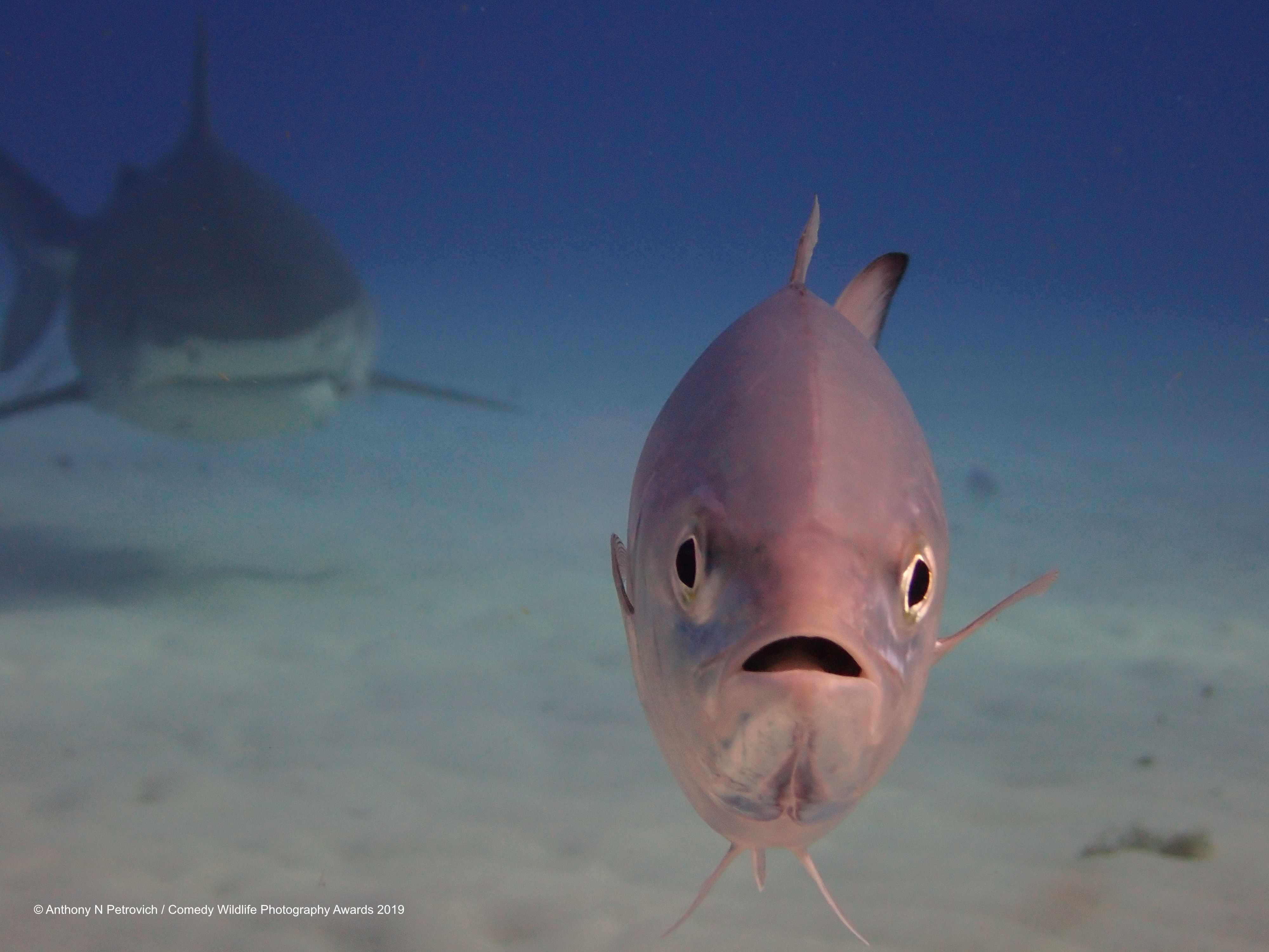 Common jack being chased by a tiger shark.