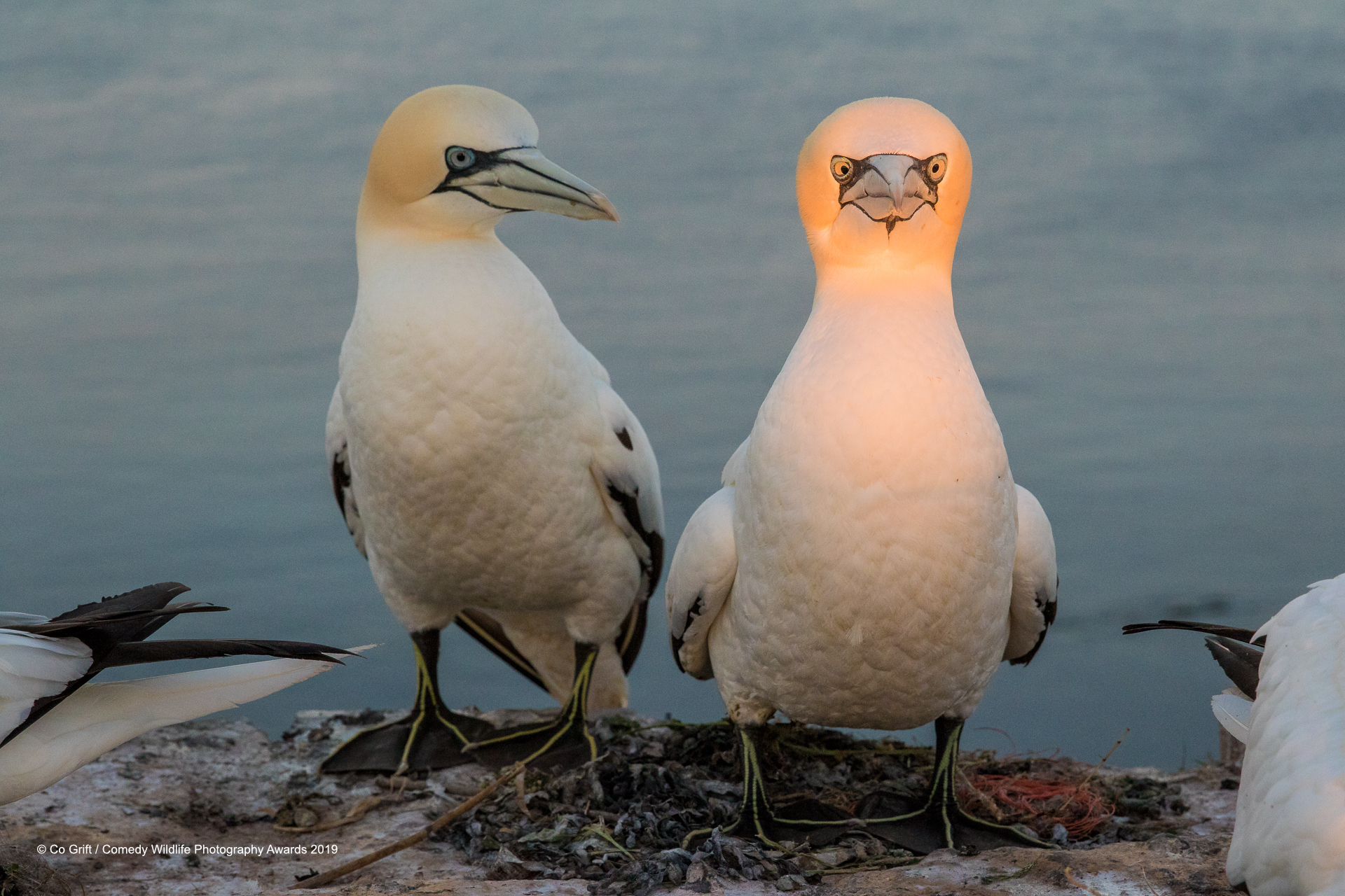Gannets