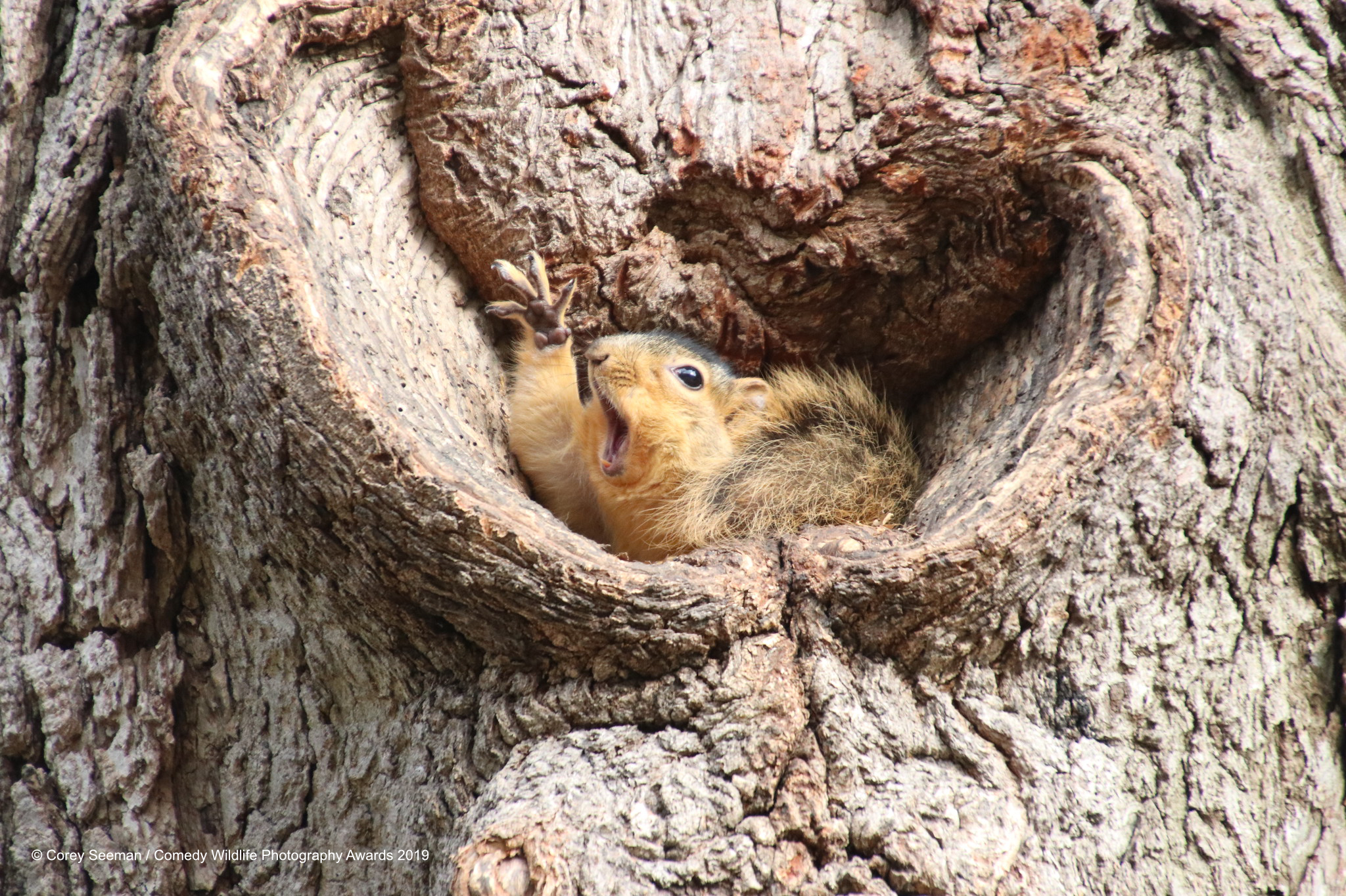 Fox Squirrel trapped in a tree hole.