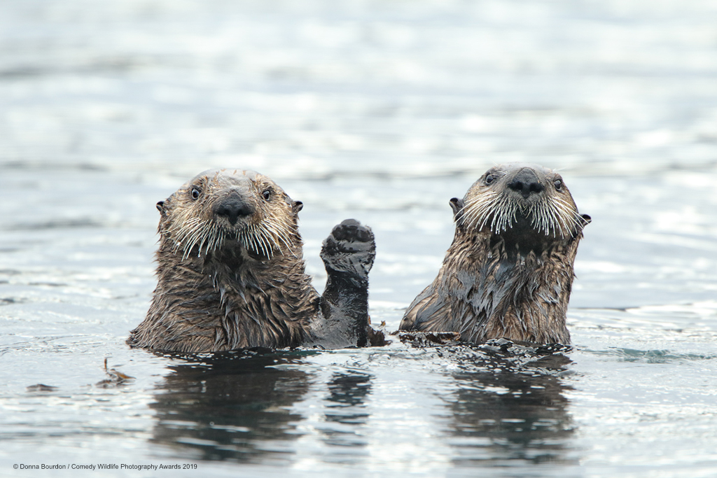 Otters looking stunned