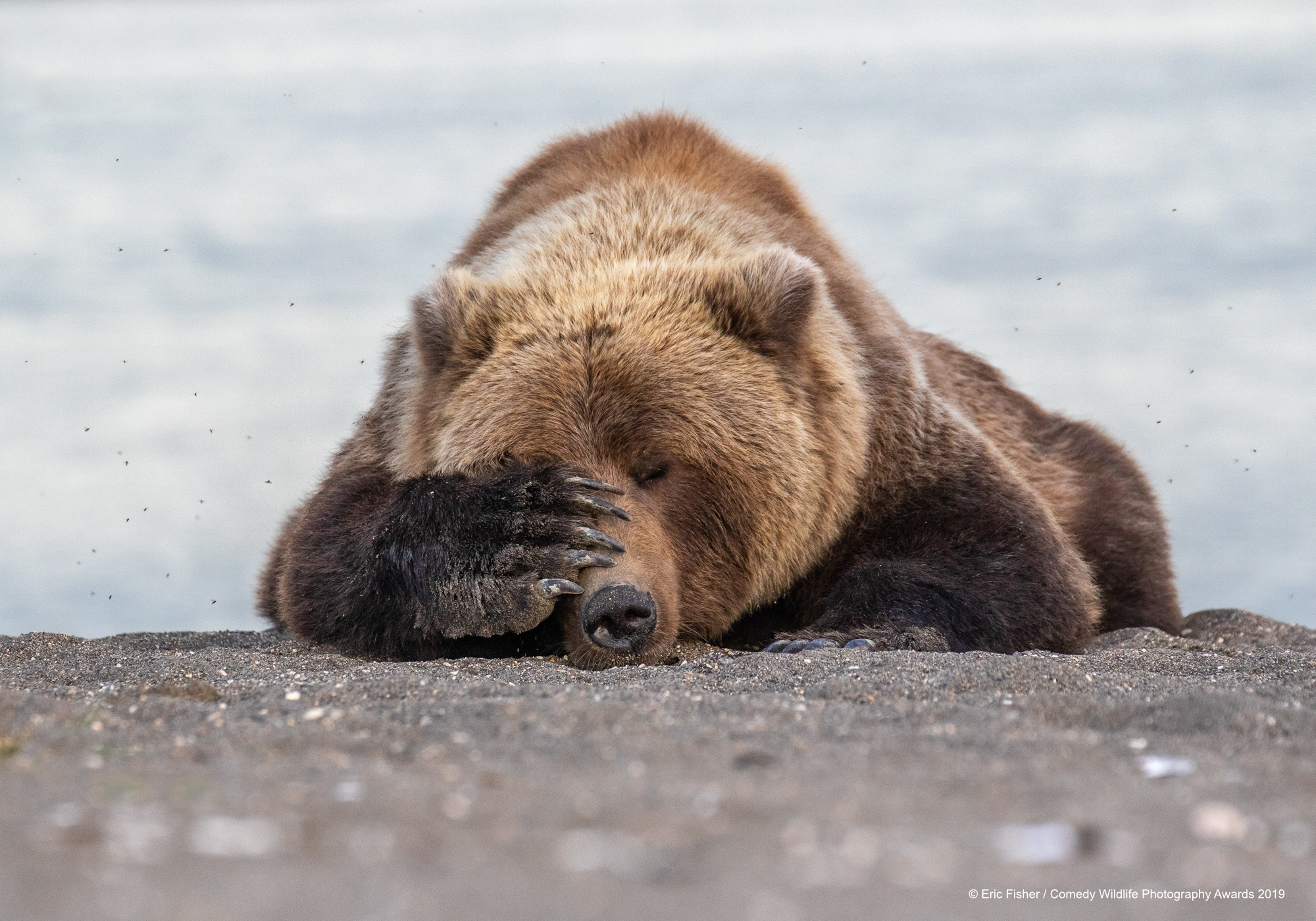 Brown bear has had enough.
