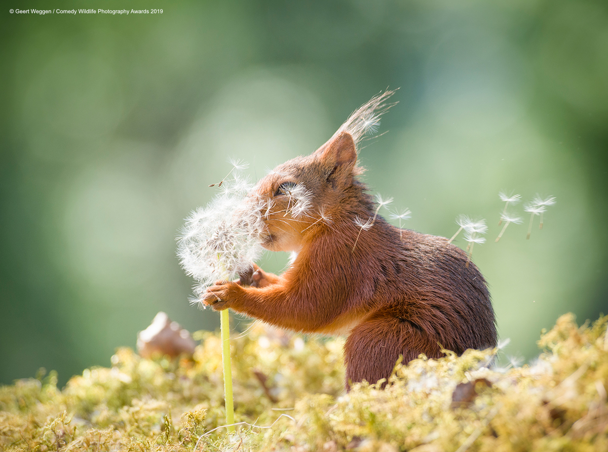 Red squirrel smelling a dandelion.