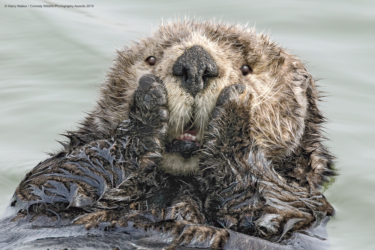 Shocked otter
