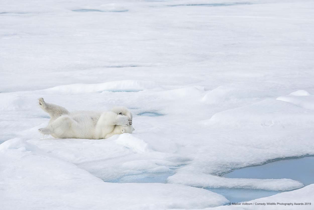 Polar bear overthinking.