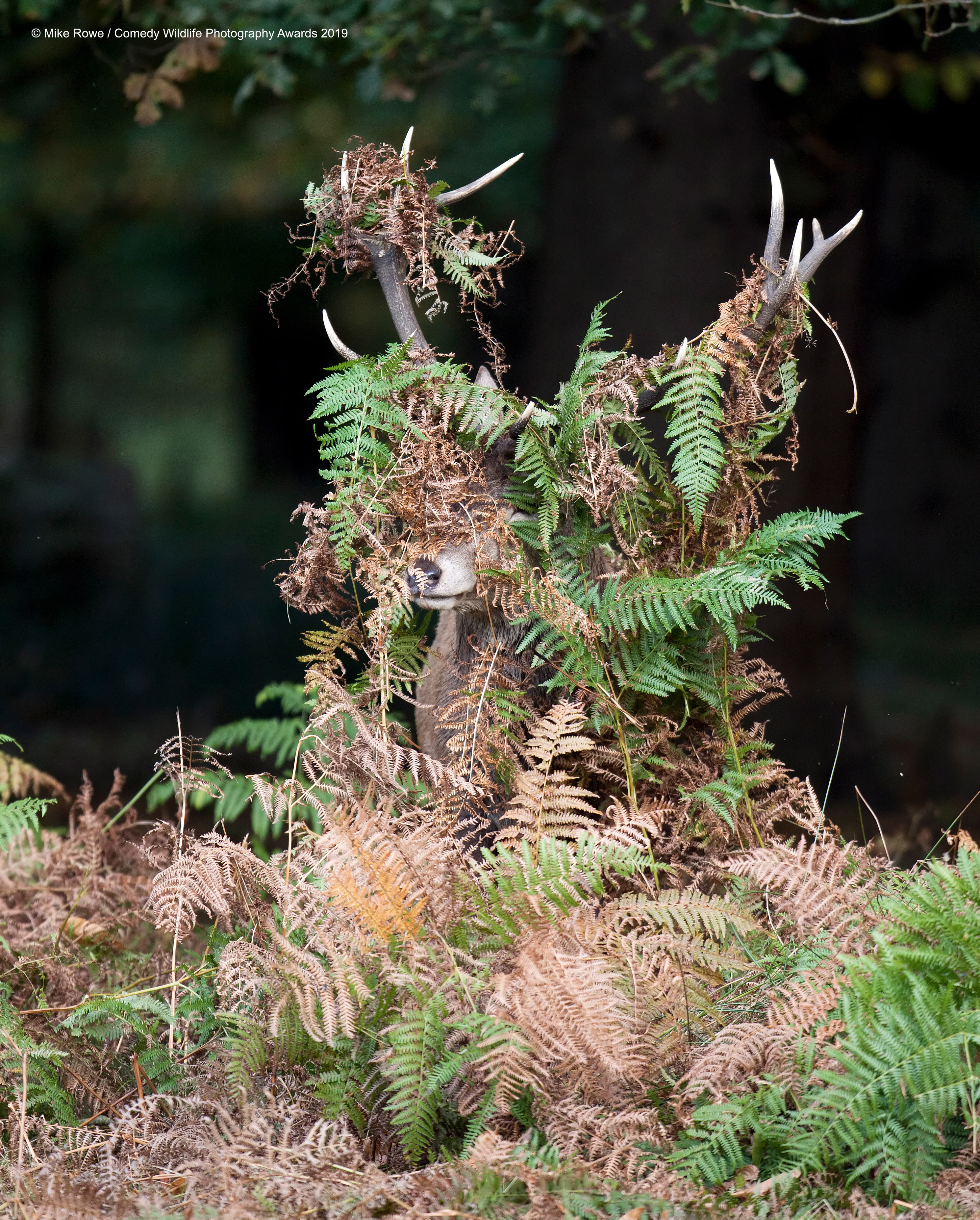 Red deer in camo.