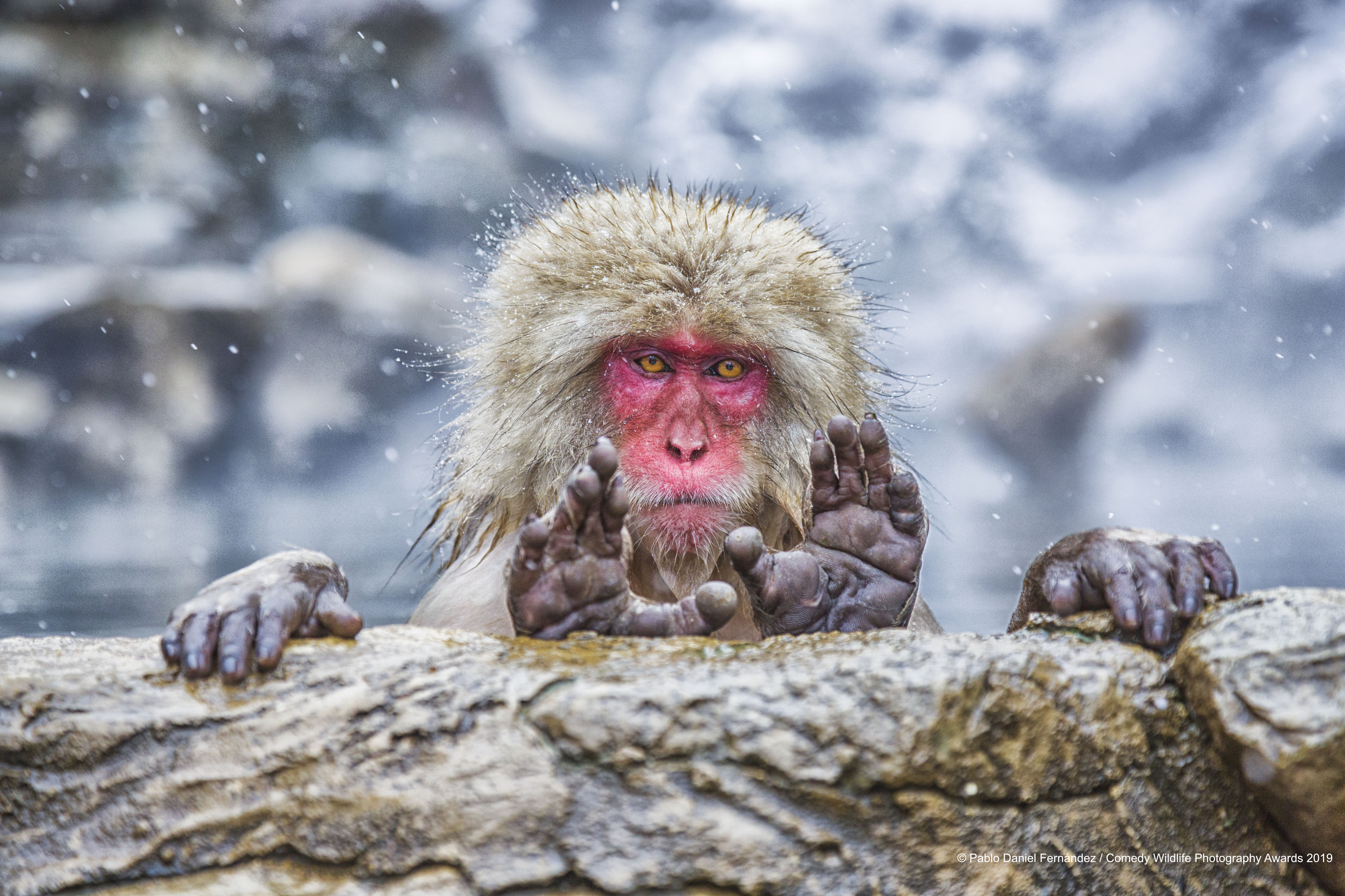 Japanese macaque framing a perfect shot.