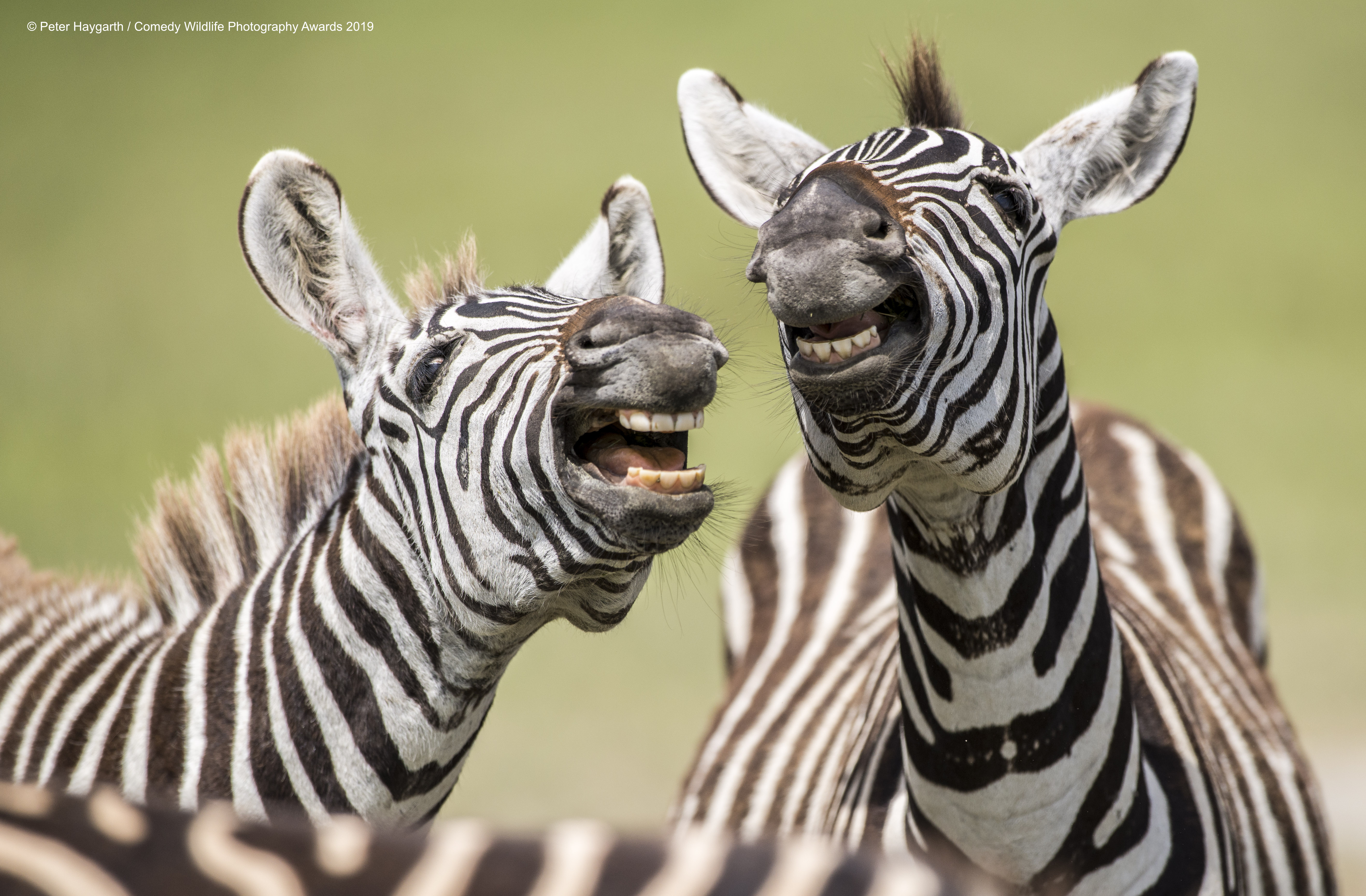 Zebra's singing.