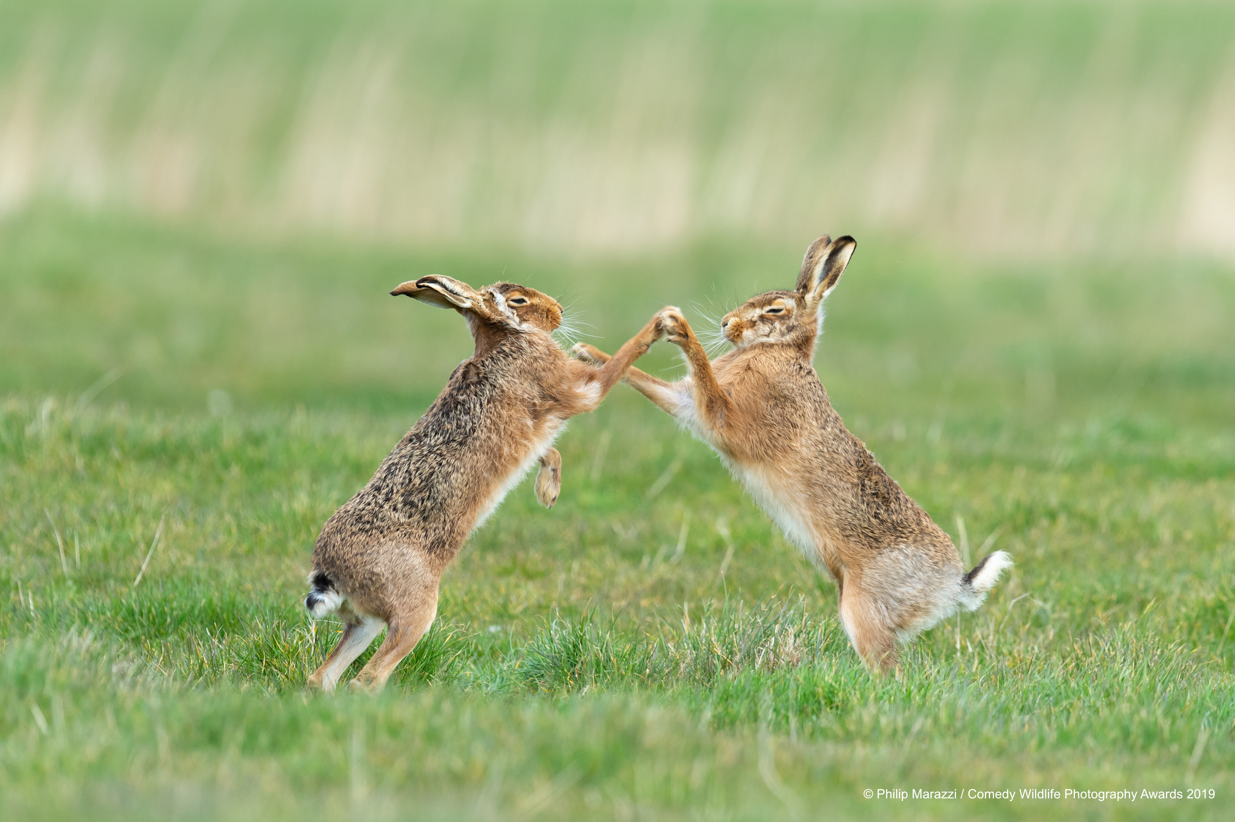 Brown hare's copying eachother.