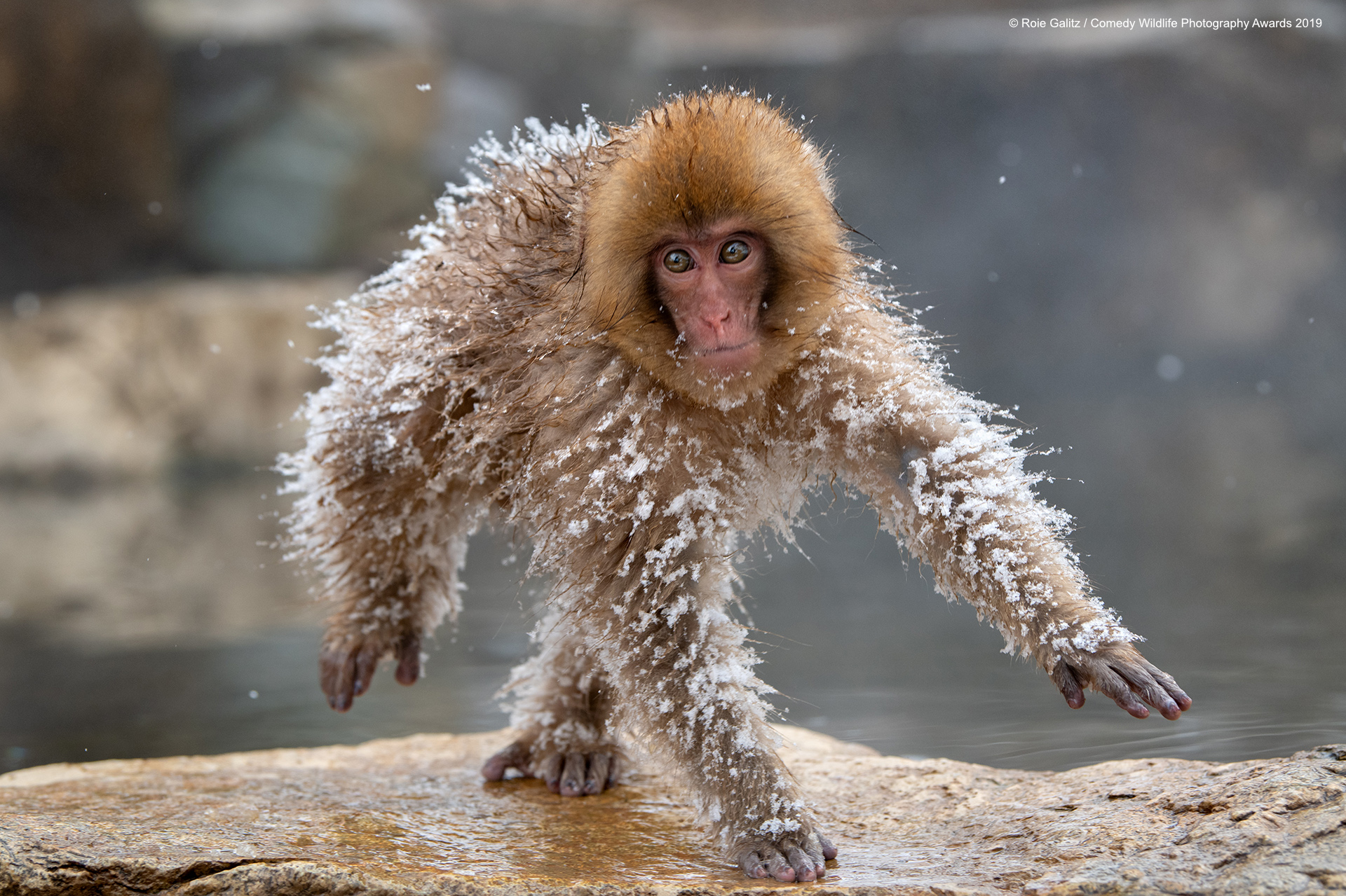 Japanese Snow Monkey sneaking back home.