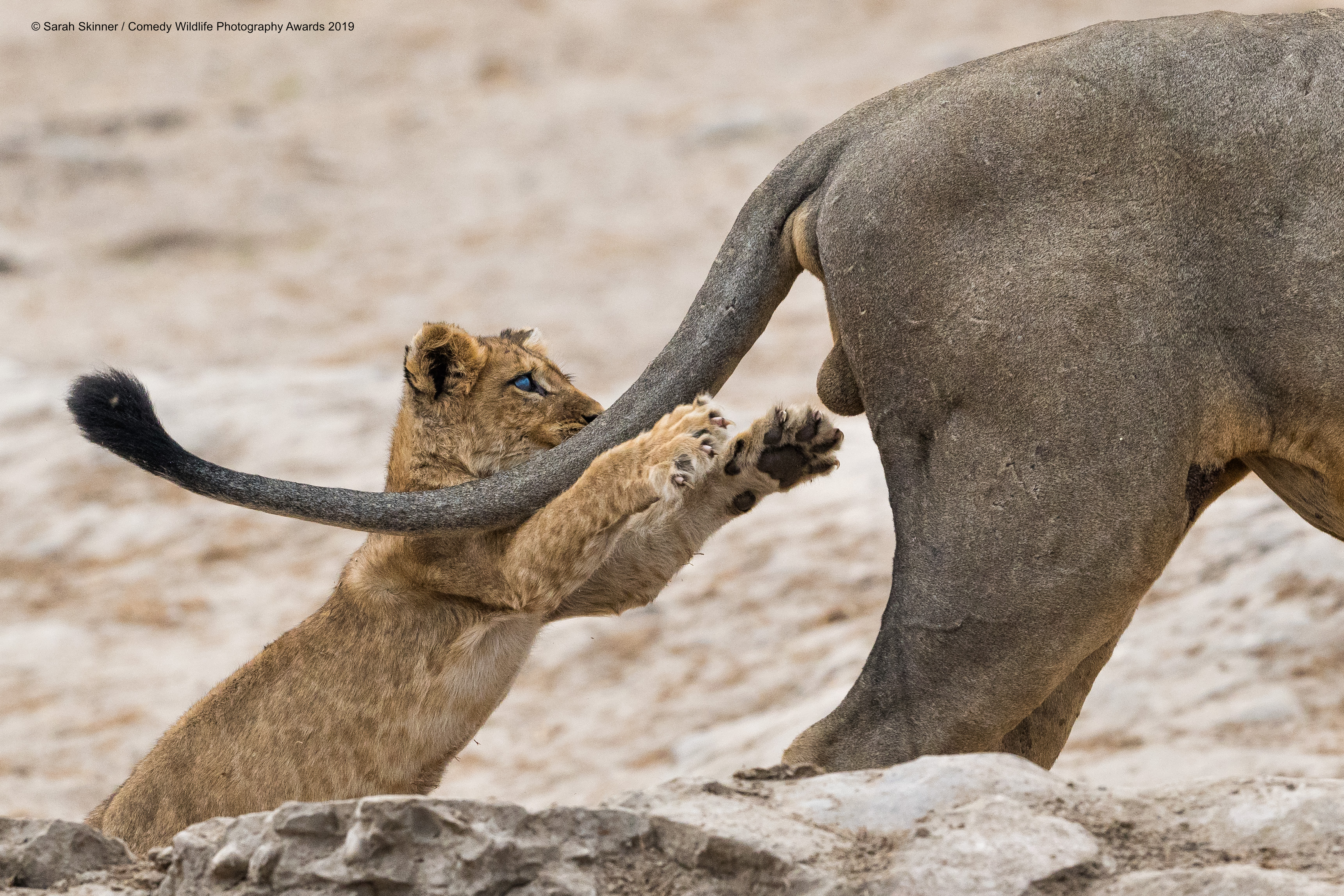 Lion cub leaping for his new toy.