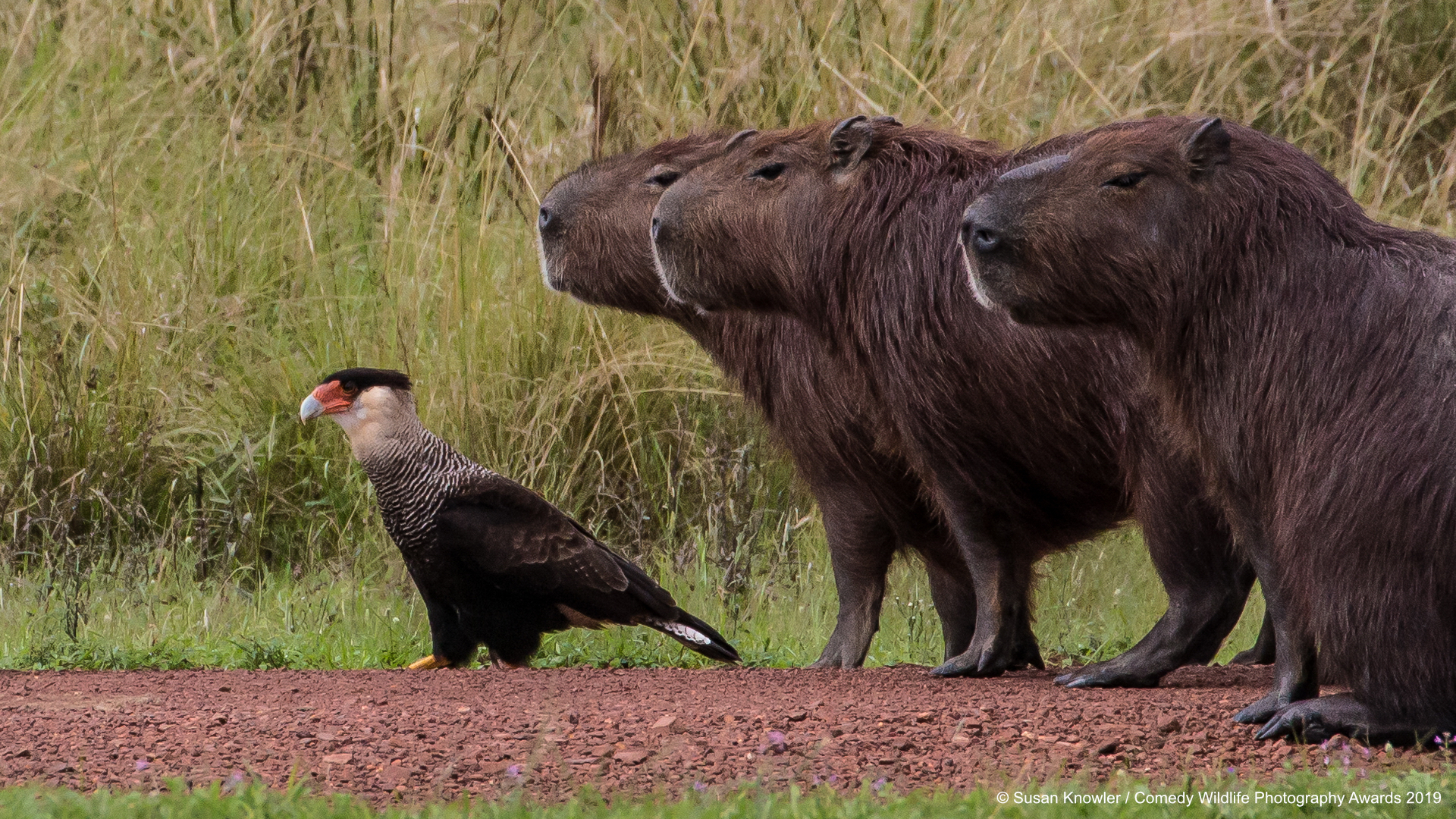 Northern Crested Caracara backed up by his Capybaras.