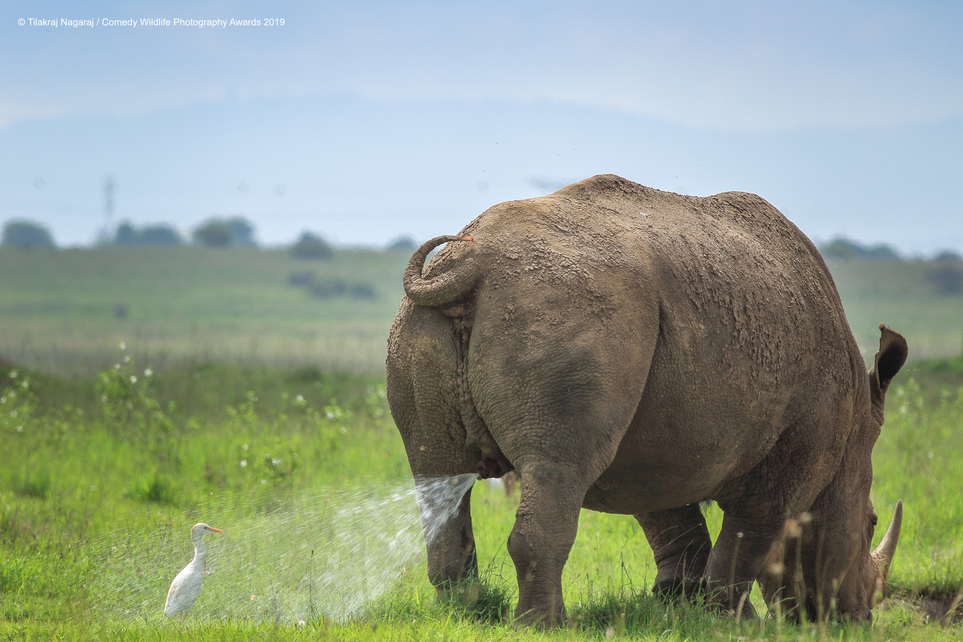 White rhino pissing on a Egret.