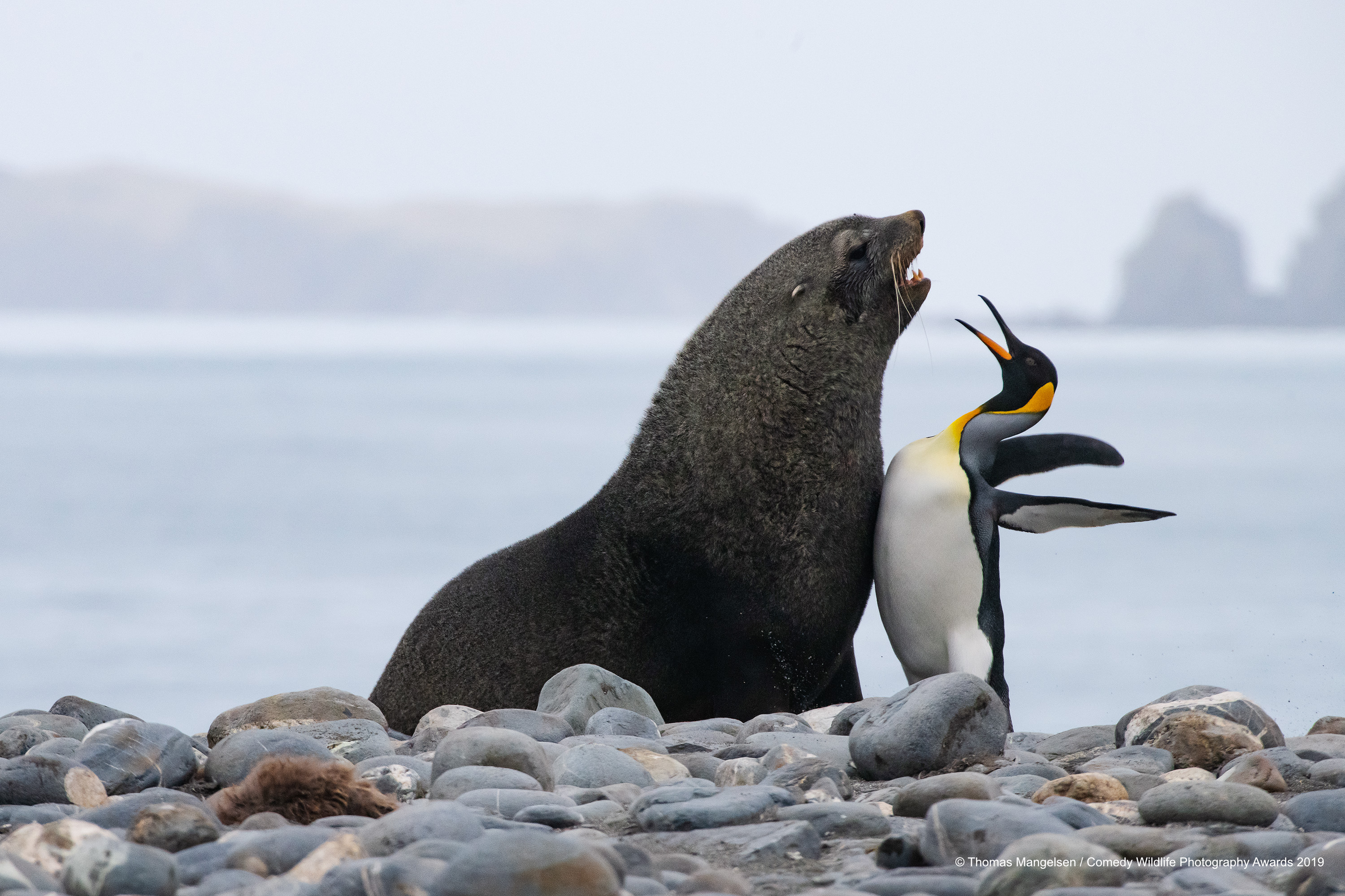 King Penguin & Antarctic Fur Seal Chest Bump