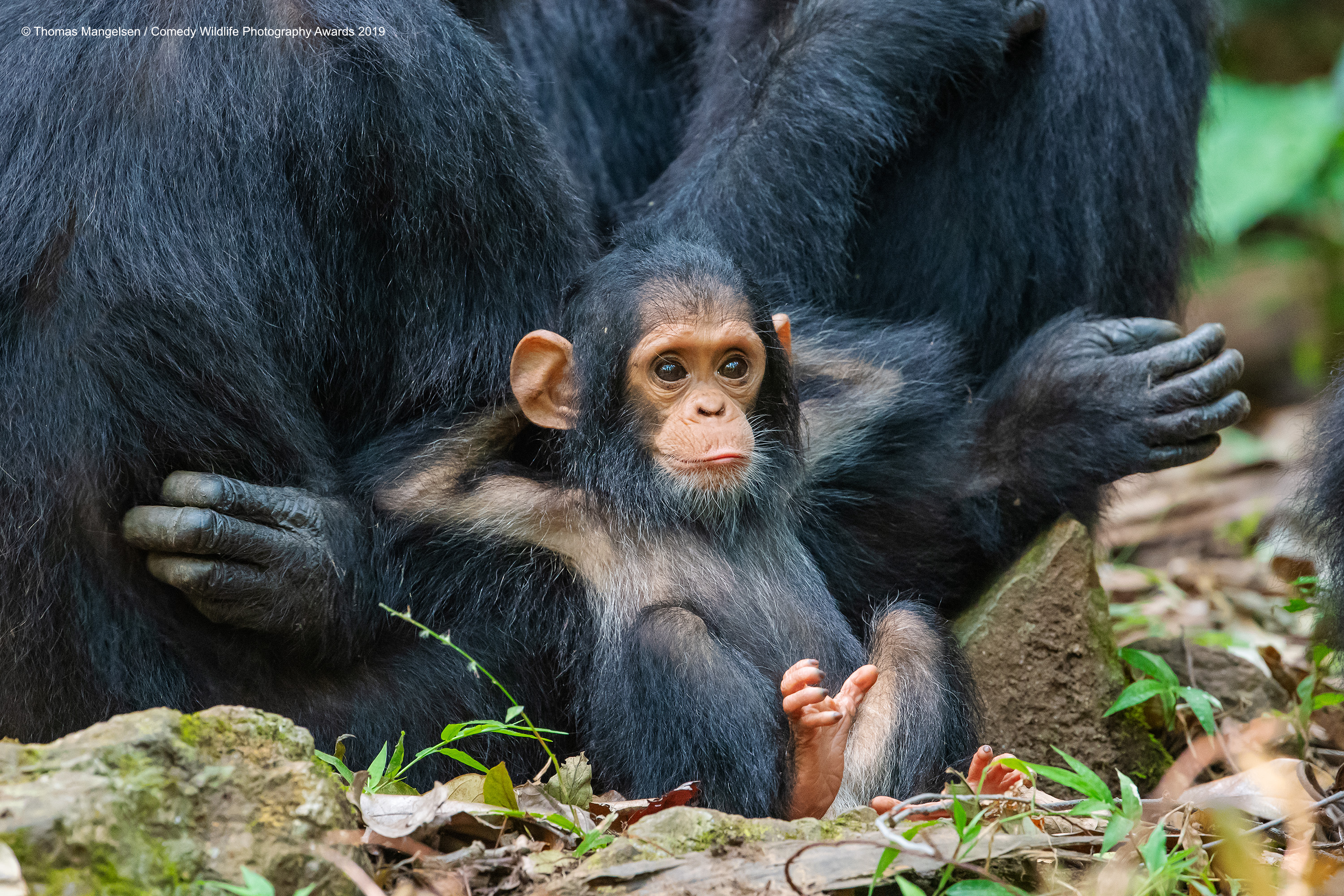 Chimpanzee living his best life.