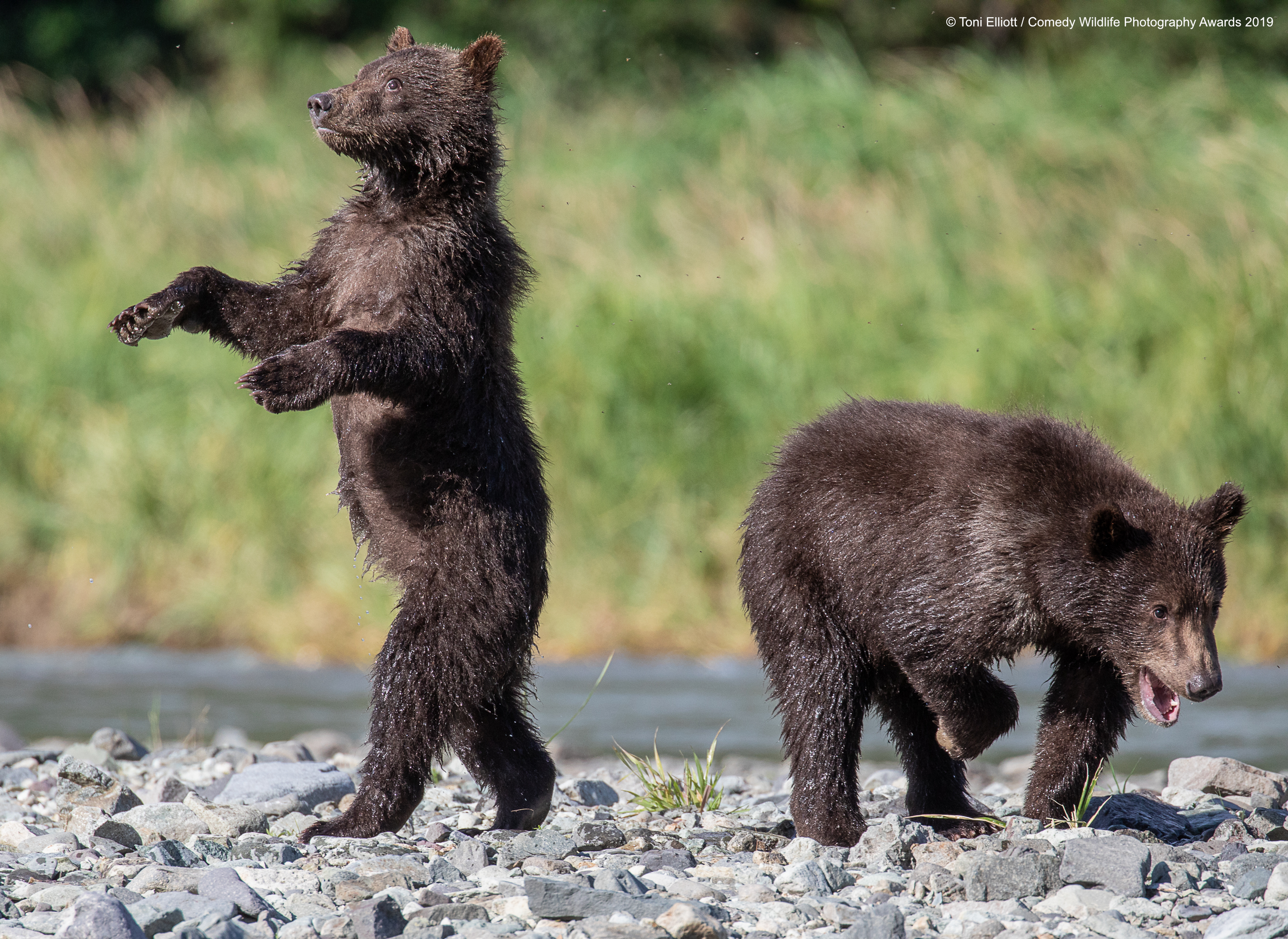 Grizzly bears fooling around.