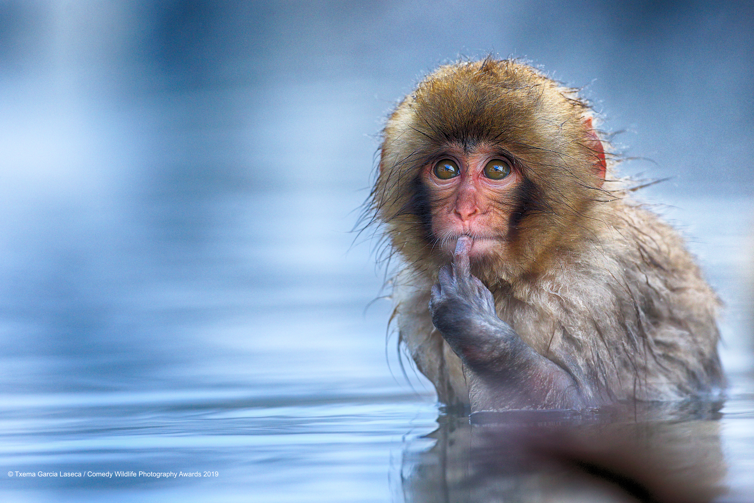 Snow monkey in deep thought.