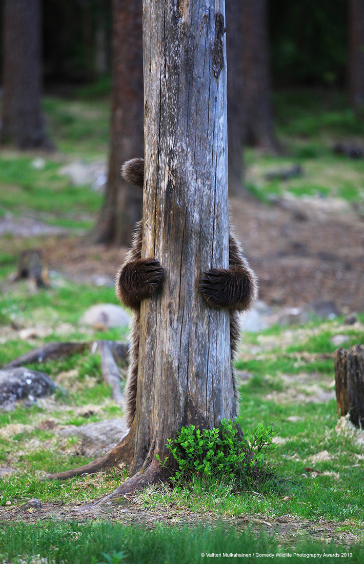 Brown bear hiding behind a tree.