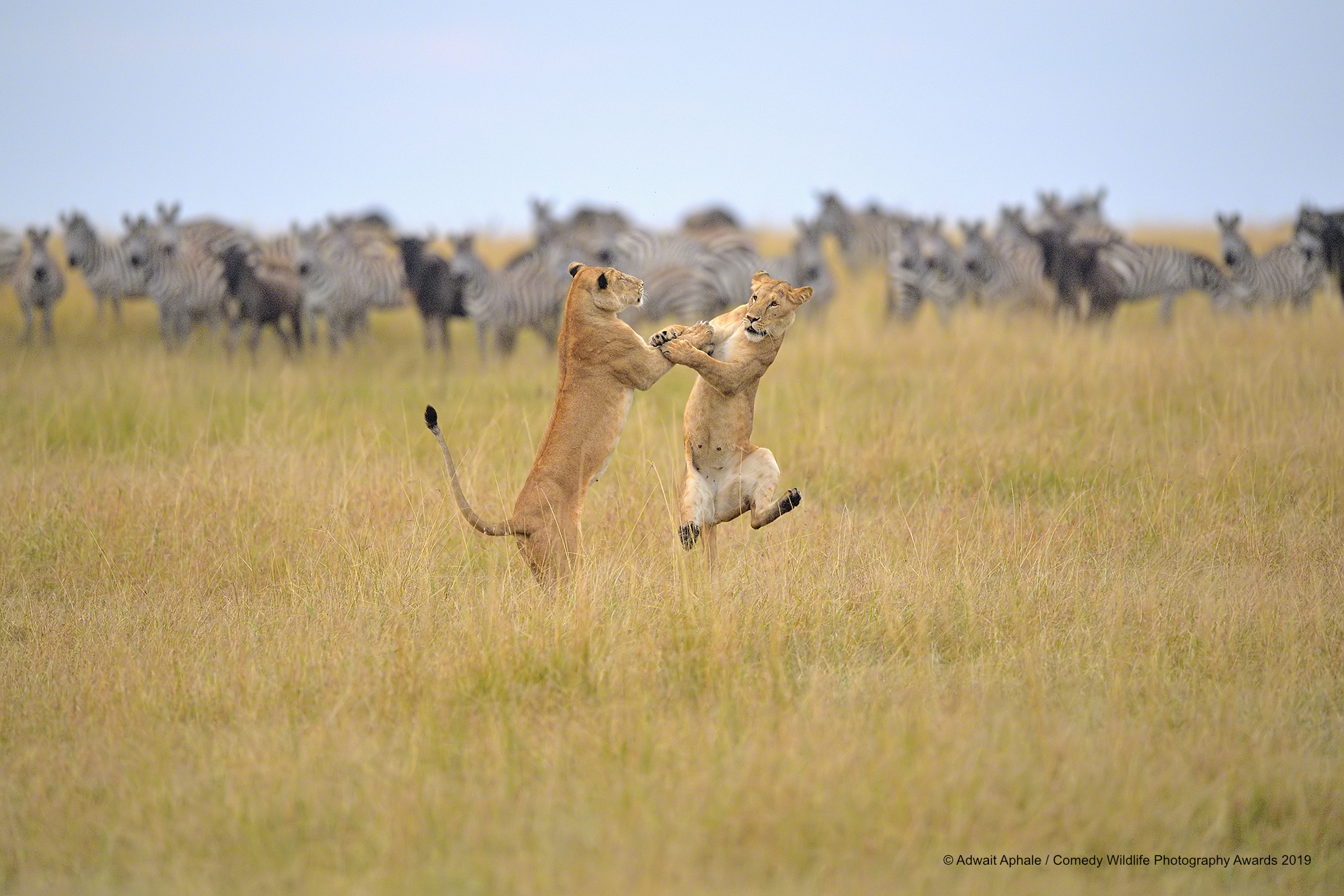 Lioness holding another lioness back