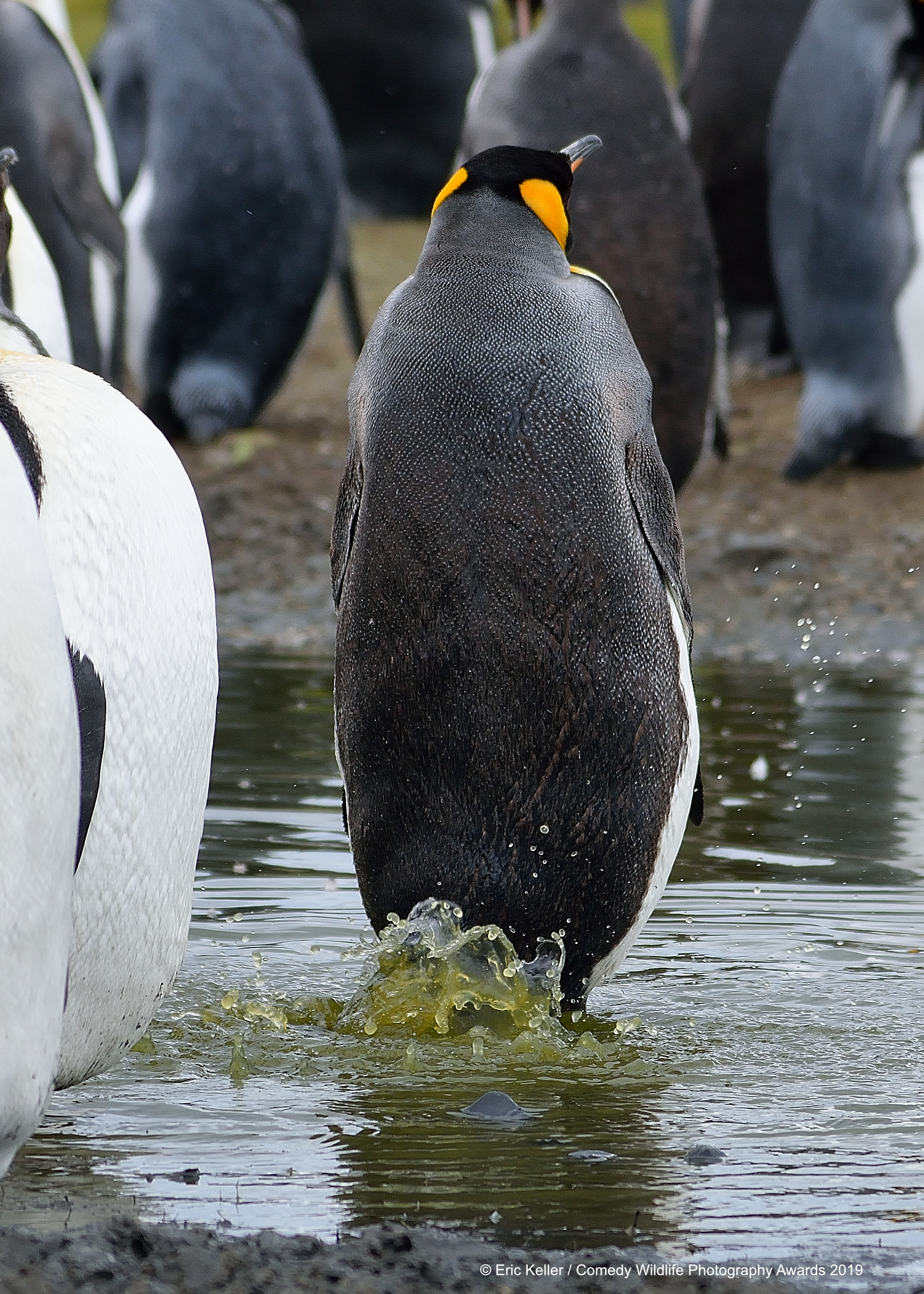 King Penguin farting in water